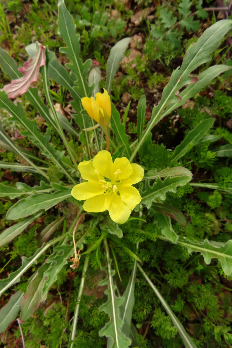 Photo by Mike Breiding - Click for larger image