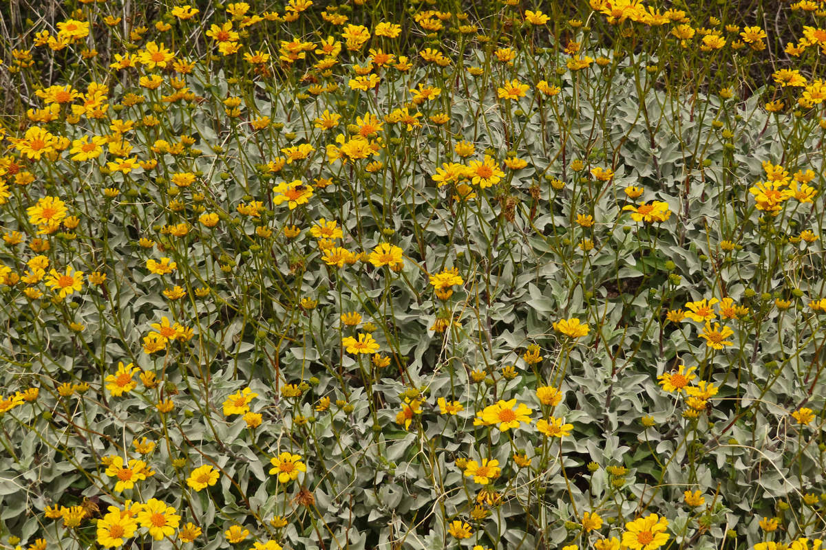 Photo by Mike Breiding - Click for larger image