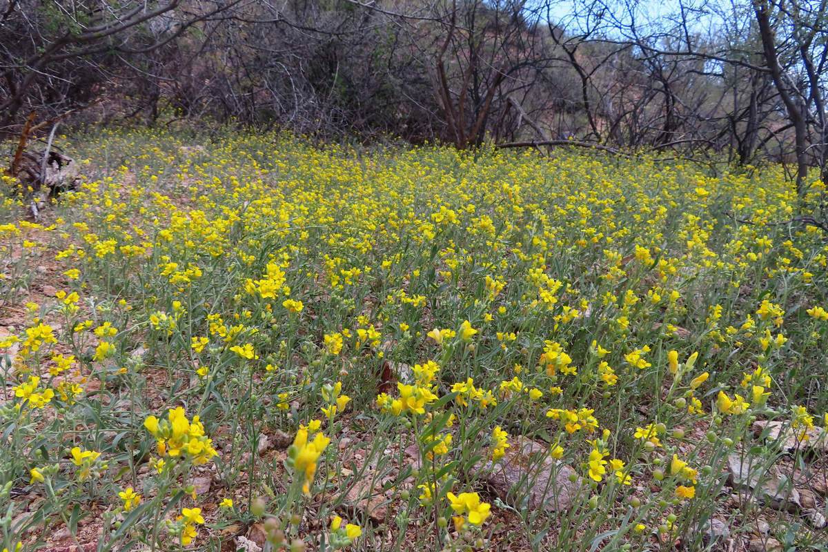 Photo by Mike Breiding - Click for larger image