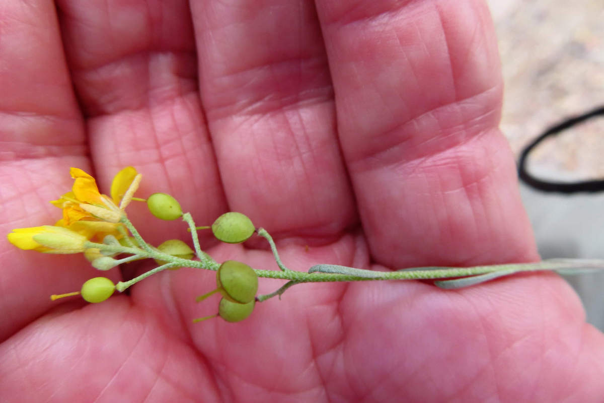 Photo by Mike Breiding - Click for larger image