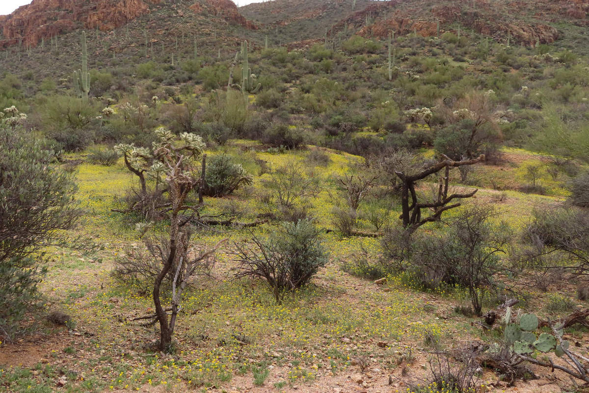 Photo by Mike Breiding - Click for larger image