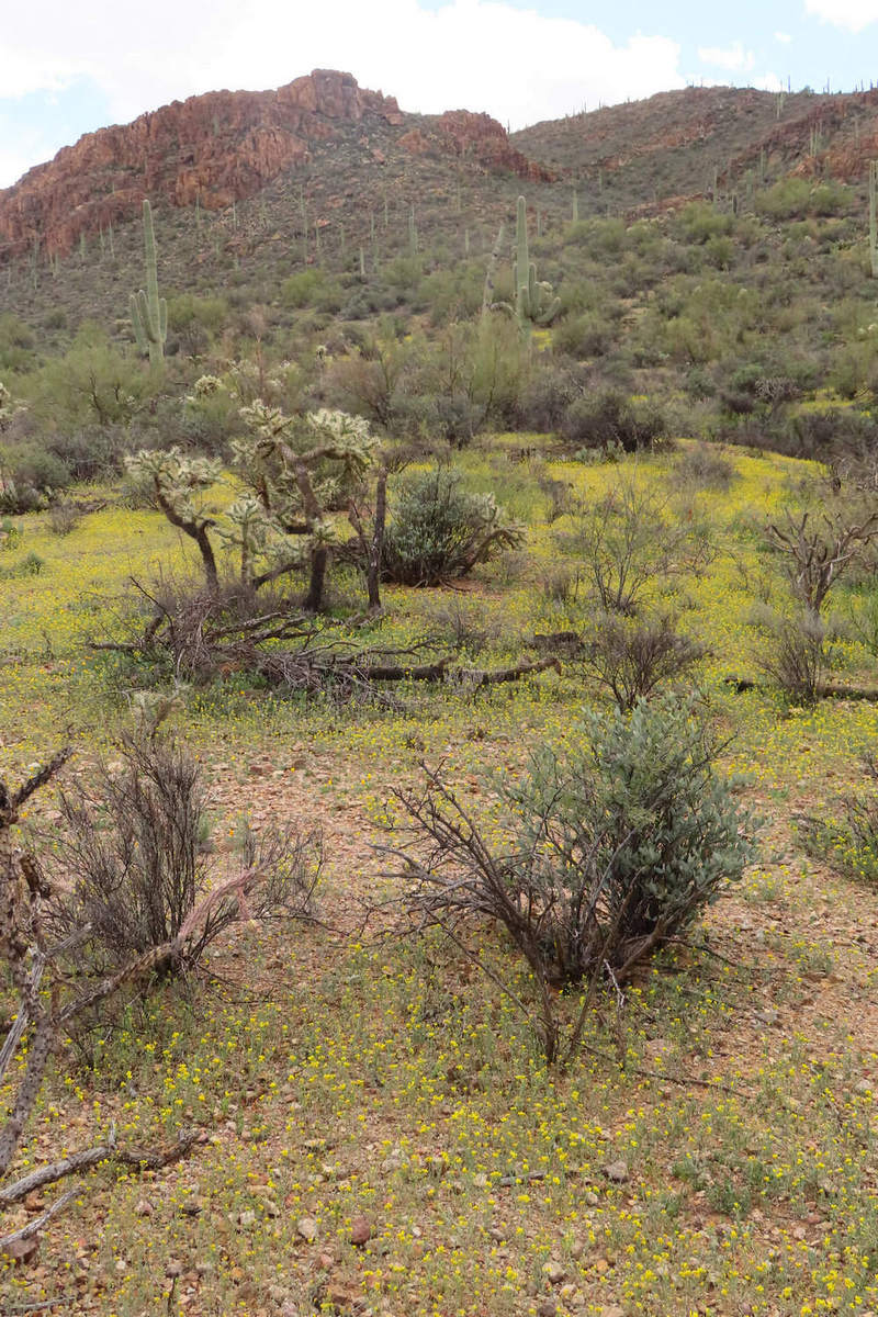 Photo by Mike Breiding - Click for larger image