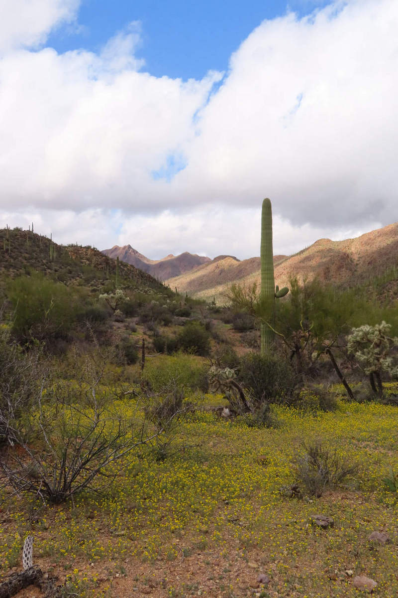 Photo by Mike Breiding - Click for larger image