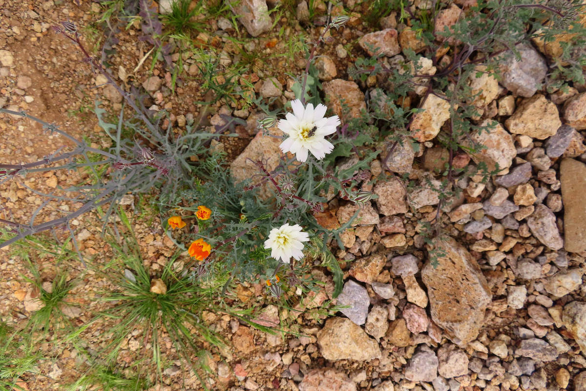 Photo by Mike Breiding - Click for larger image