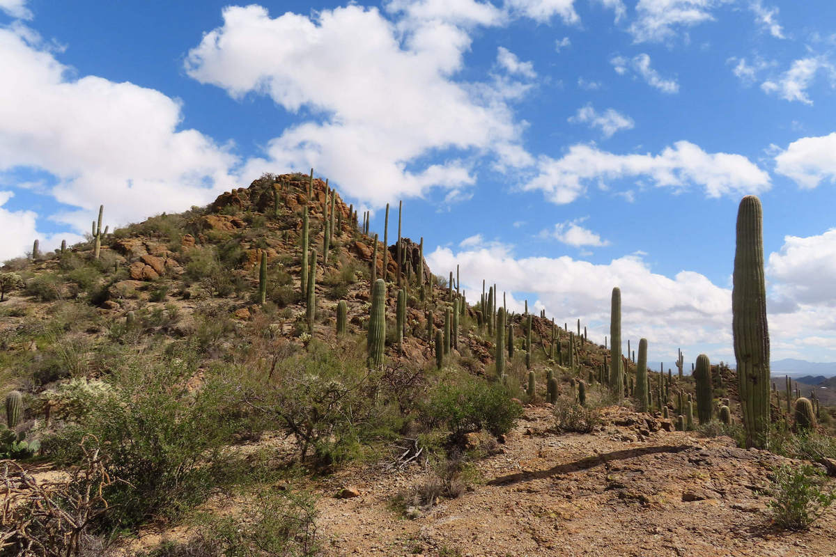 Photo by Mike Breiding - Click for larger image