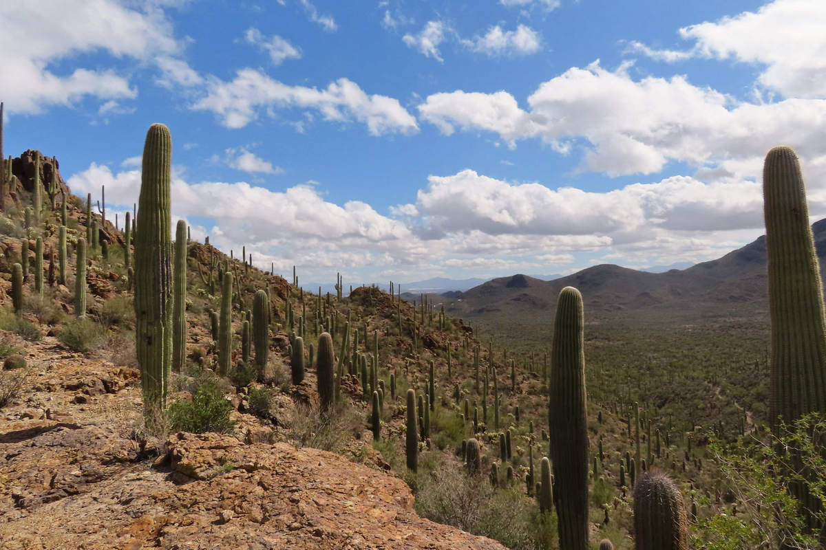 Photo by Mike Breiding - Click for larger image