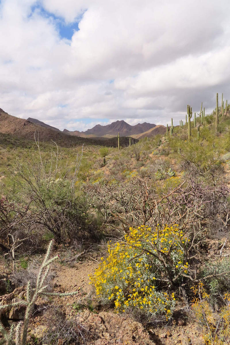 Photo by Mike Breiding - Click for larger image