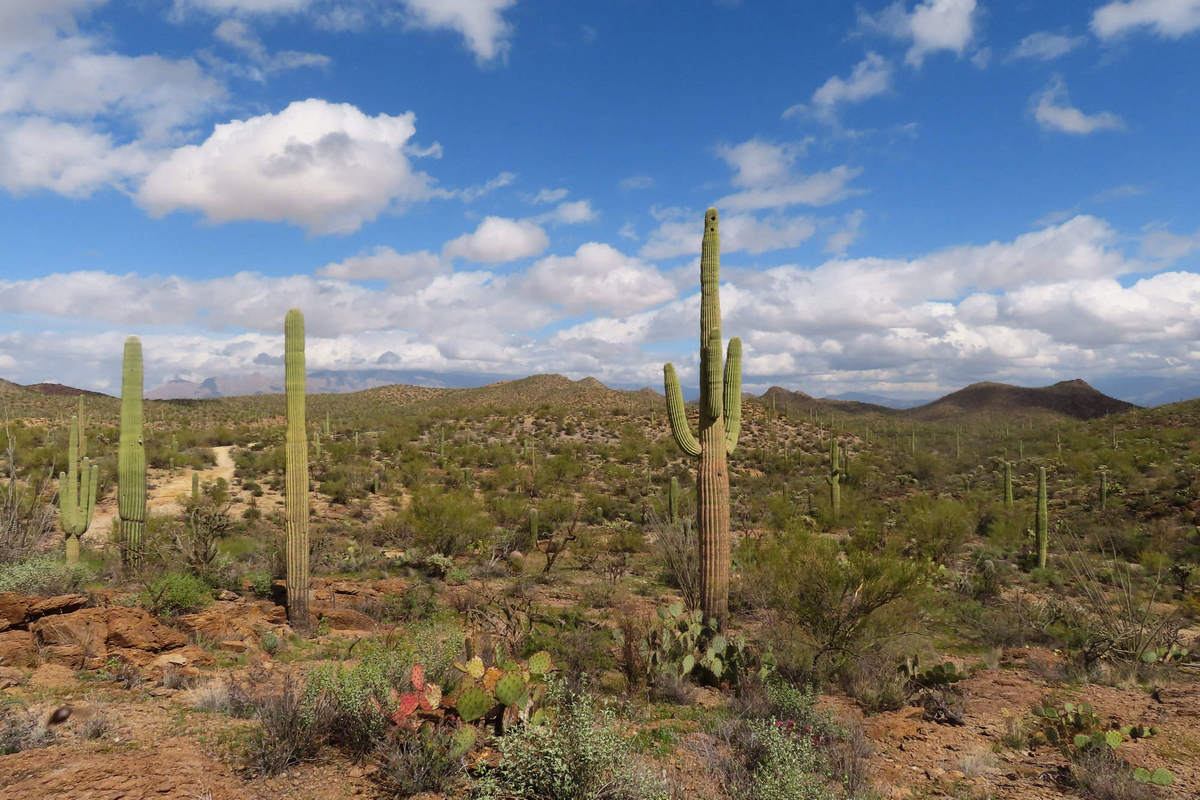 Photo by Mike Breiding - Click for larger image