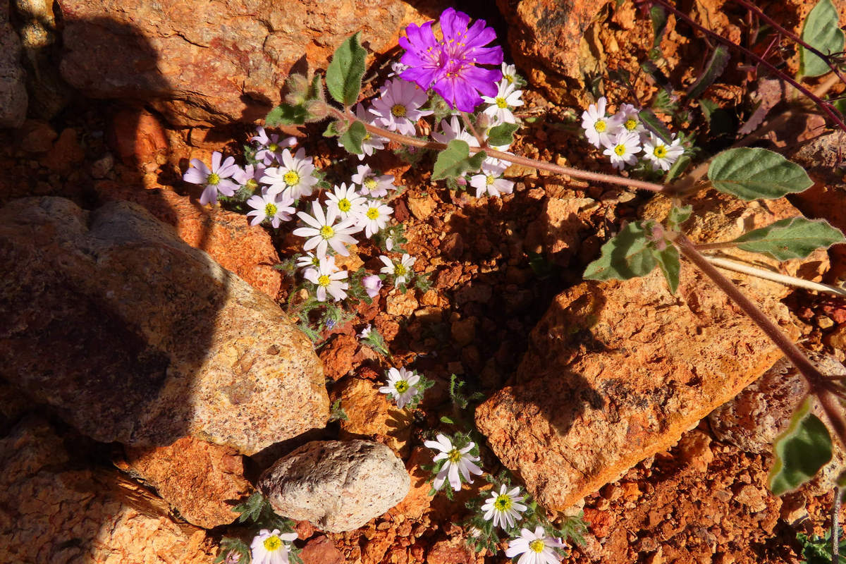 Photo by Mike Breiding - Click for larger image