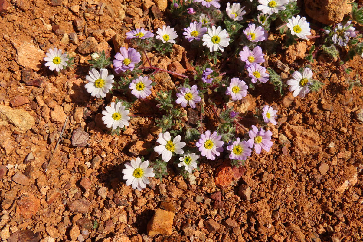 Photo by Mike Breiding - Click for larger image