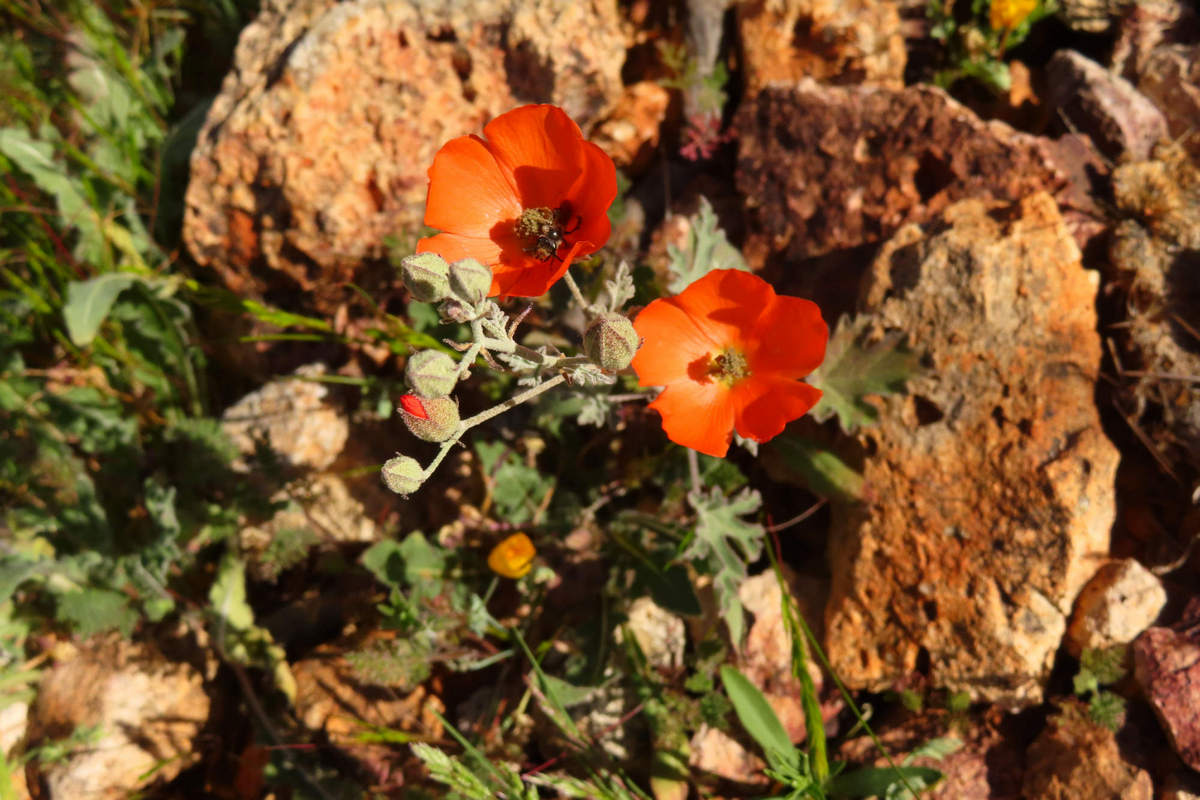 Photo by Mike Breiding - Click for larger image