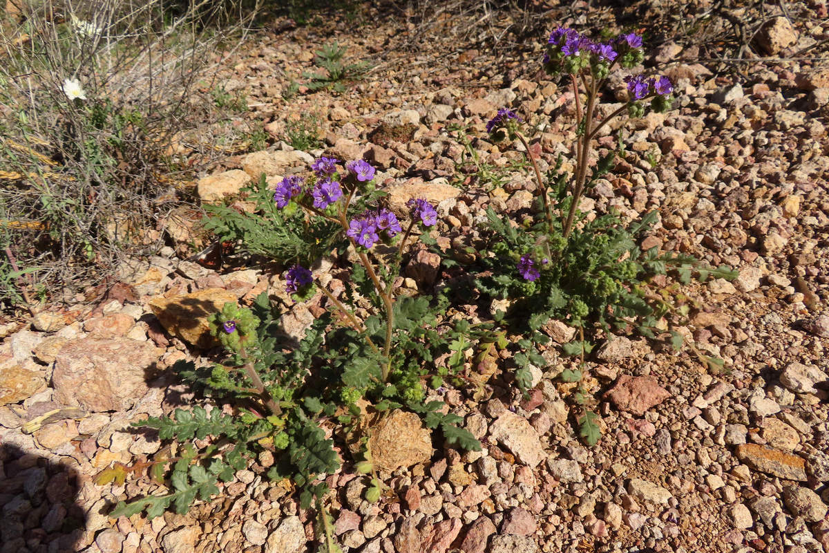 Photo by Mike Breiding - Click for larger image