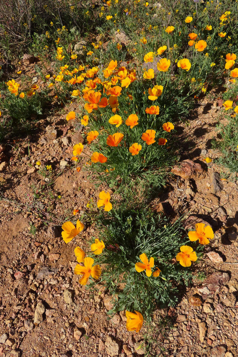 Photo by Mike Breiding - Click for larger image