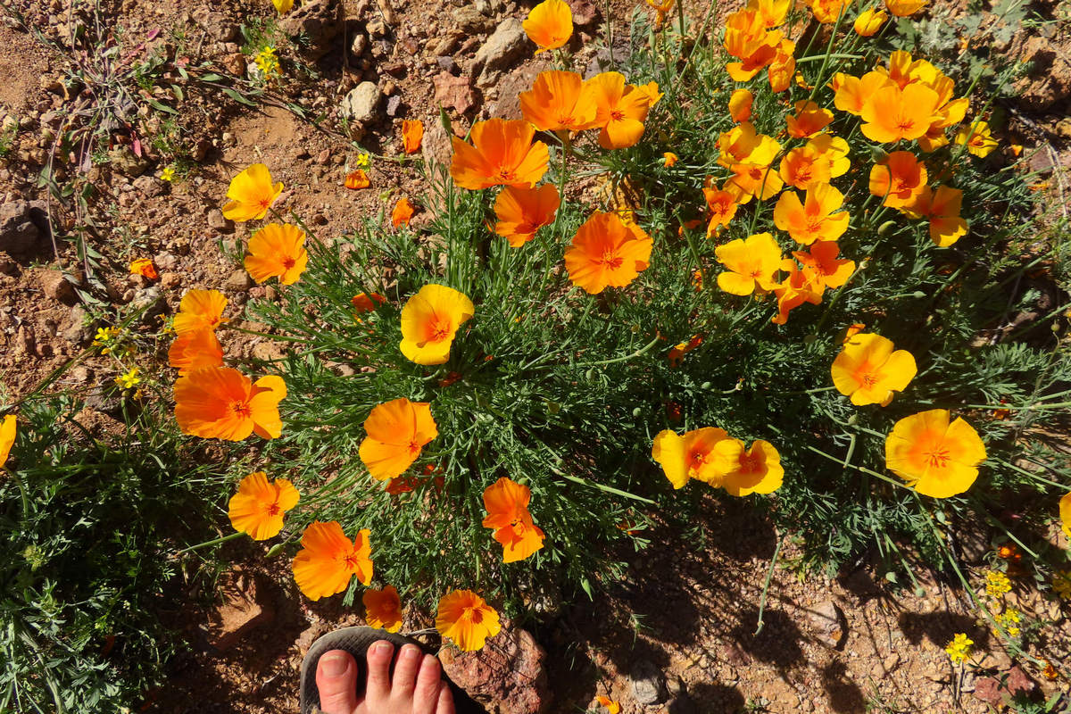 Photo by Mike Breiding - Click for larger image