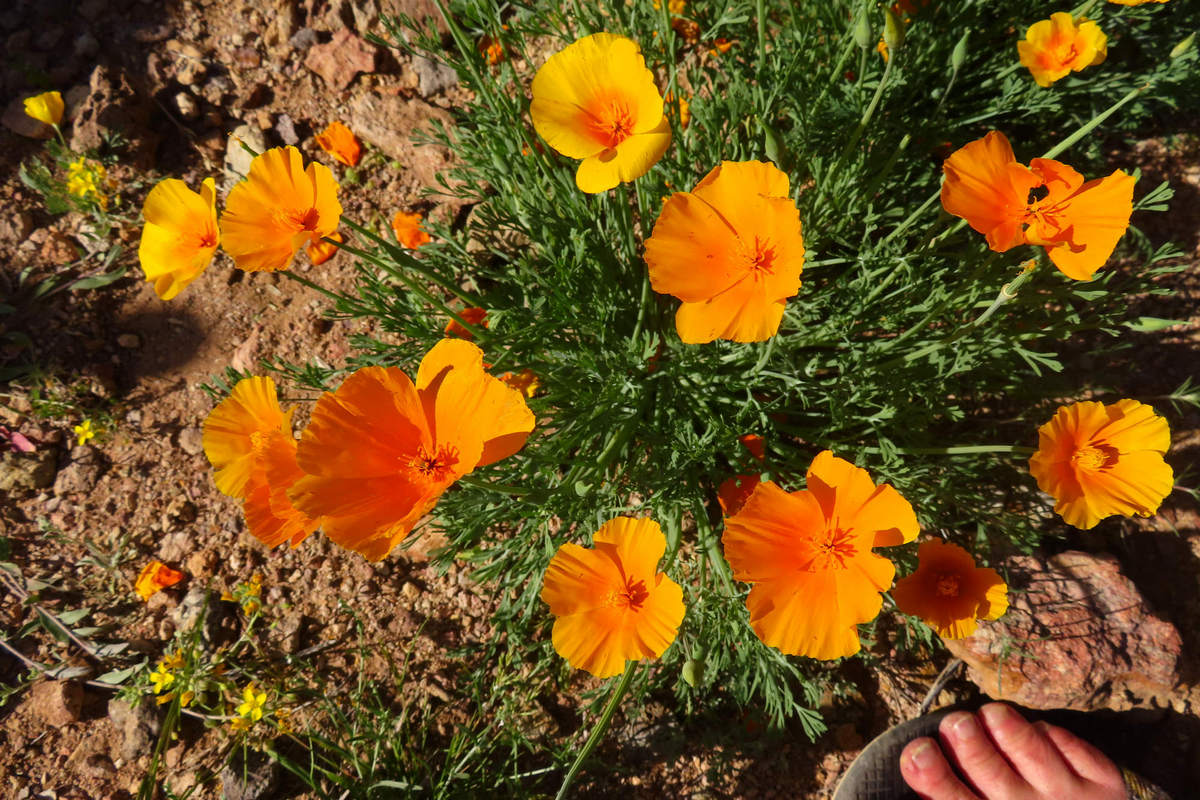 Photo by Mike Breiding - Click for larger image