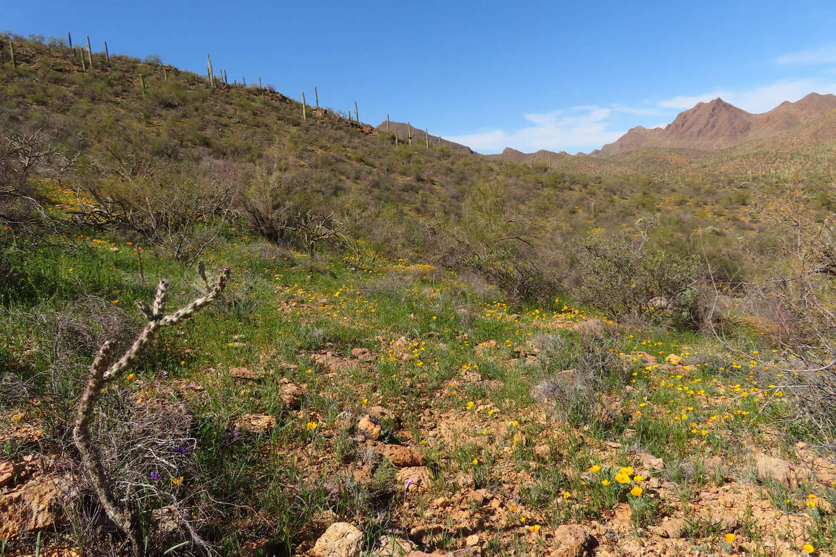 Photo by Mike Breiding - Click for larger image