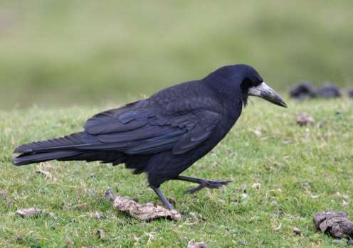Photo by Craig Mains