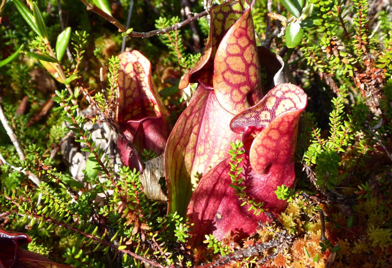Poking Around in Maine --- The Lubec Loop: by Craig Mains