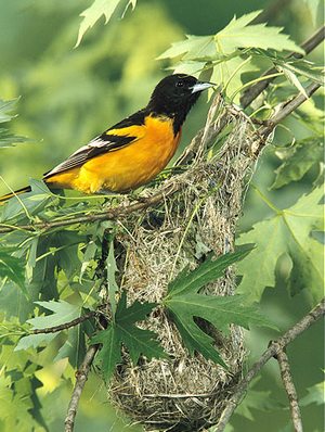 Baltimore Oriole on nest