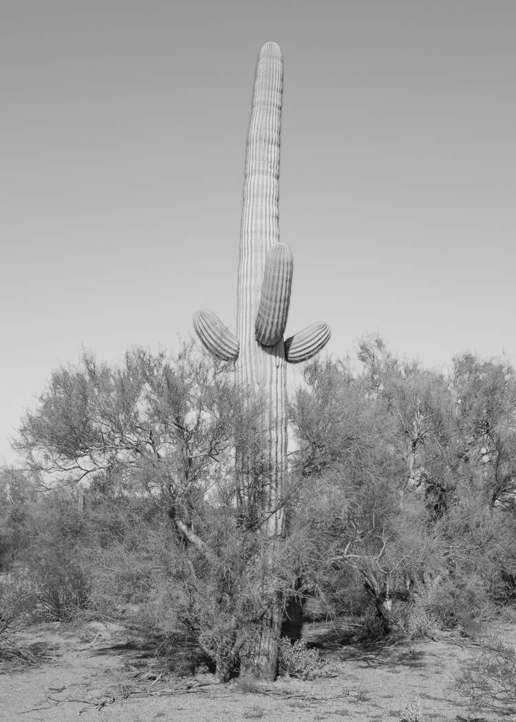 Photo by David Whitmer - Anchored to the Northeast by Shiva