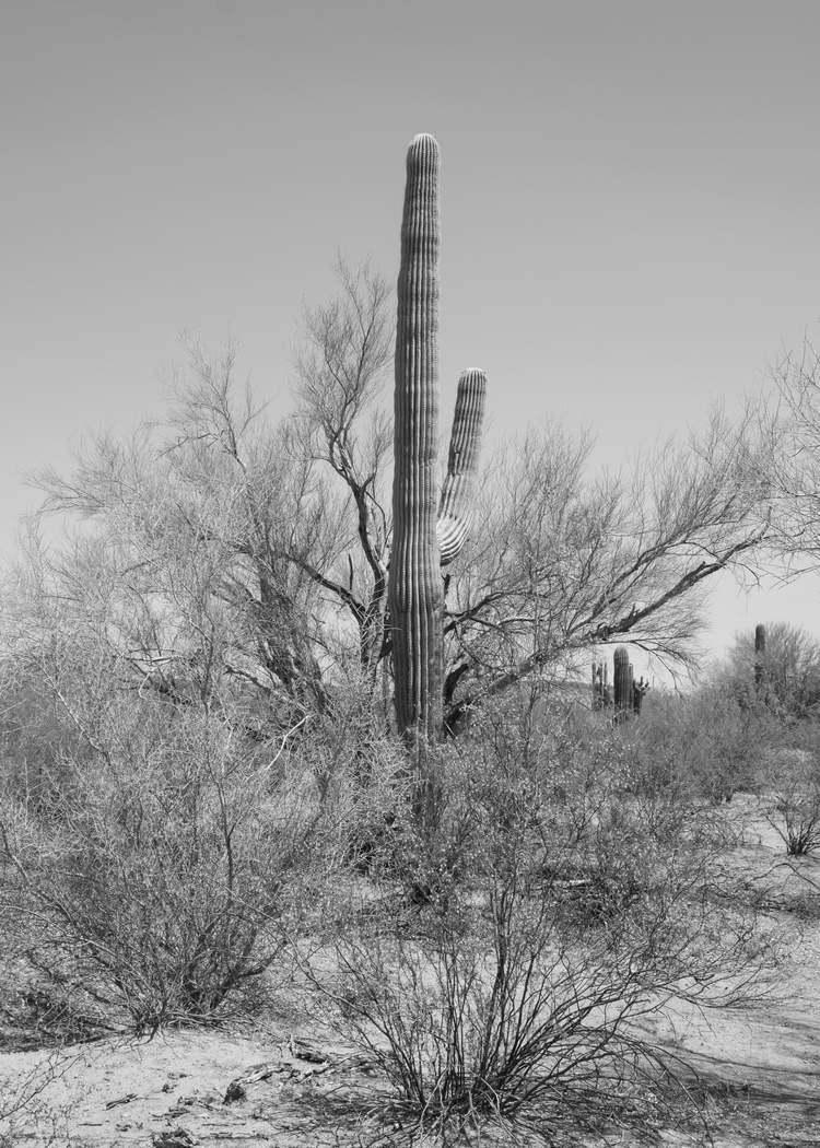 Photo by David Whitmer - Anchored to the Northeast by Shiva