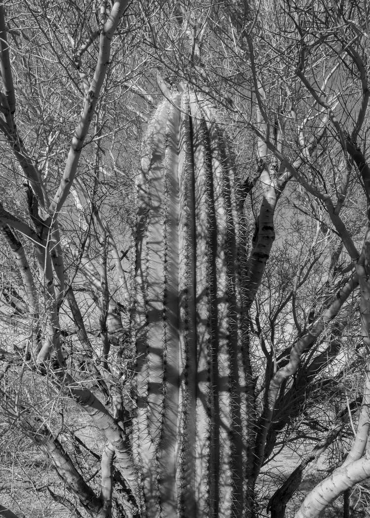 Photo by David Whitmer - Anchored to the Northeast by Shiva